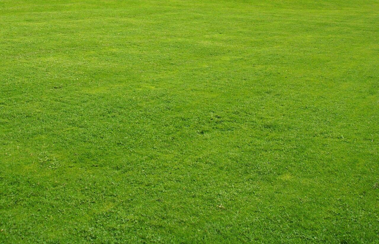 Year-Round Lawn And Landscape Maintenance Schedule For Waxhaw, NC