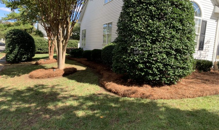 Pine_Needles
