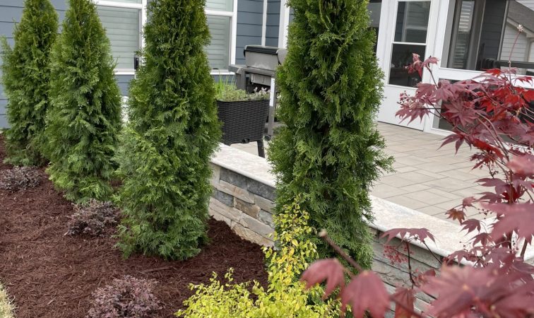 Plant_Installation